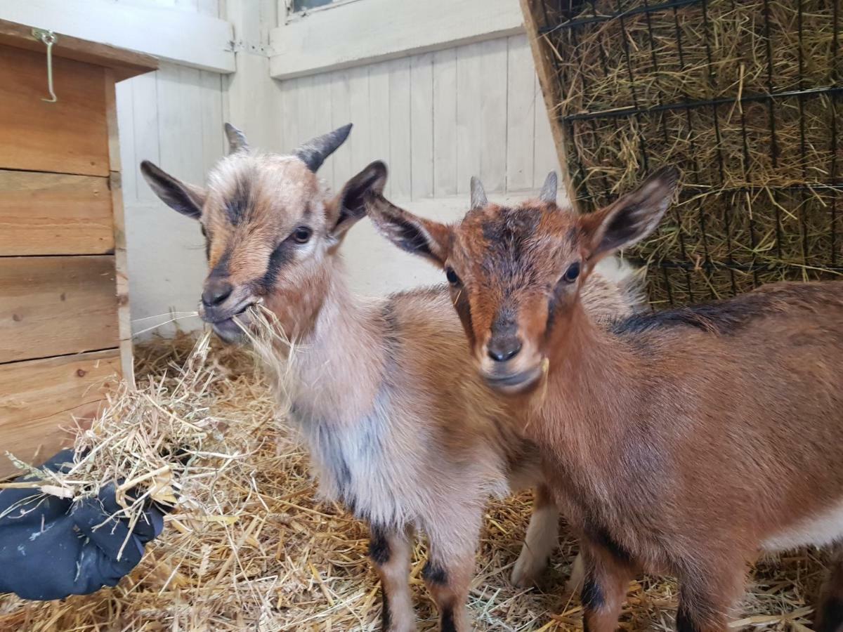 Grosse, Helle Ferienwohnung Mit 2 Balkonen Auf Dem Bauernhof In Der Lueneburger Heide Oetzen Exteriér fotografie
